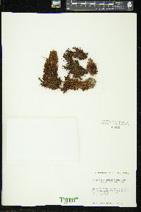 Schlotheimia torquata image