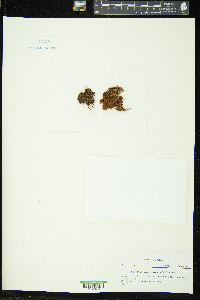 Schlotheimia ferruginea image
