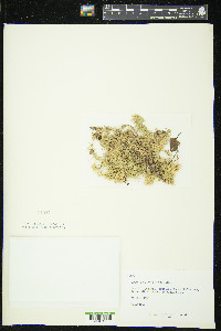 Sphagnum contortum image