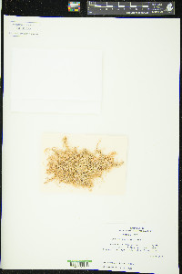 Flatbergium sericeum image