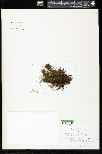 Adelanthus lindenbergianus image