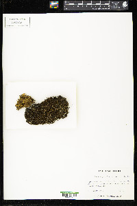 Anastrophyllum michauxii image