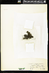 Blepharostoma trichophyllum image