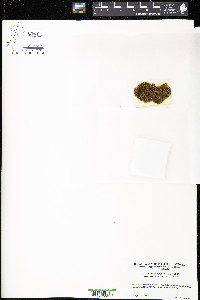 Lophozia longiflora image