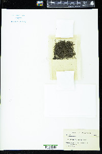 Plagiochila parvifolia image