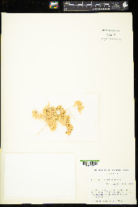 Sphagnum portoricense image