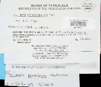 Frullania peruviana image