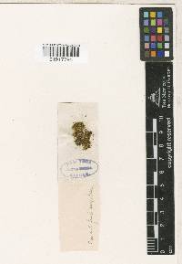 Leptotrichella paraguensis image