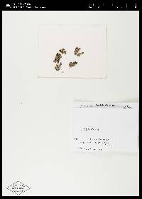 Cheilolejeunea conchifolia image