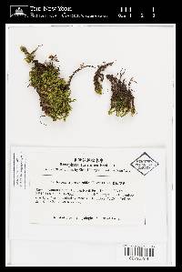 Niphotrichum ericoides image