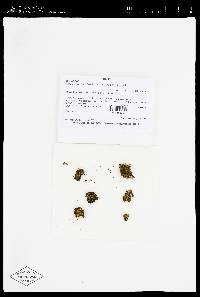 Plagiobryoides orbiculatifolia image