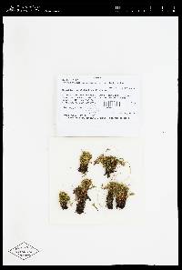 Achrophyllum magellanicum image