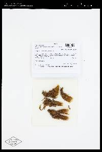 Chorisodontium aciphyllum image