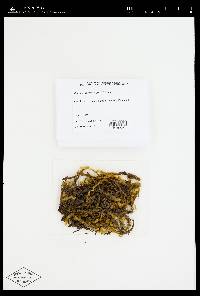 Rhytidiopsis robusta image