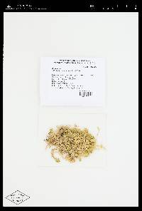 Sphagnum angustifolium image