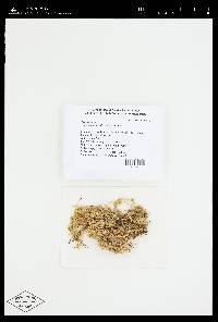 Sphagnum teres image