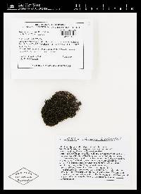 Grimmia hamulosa image