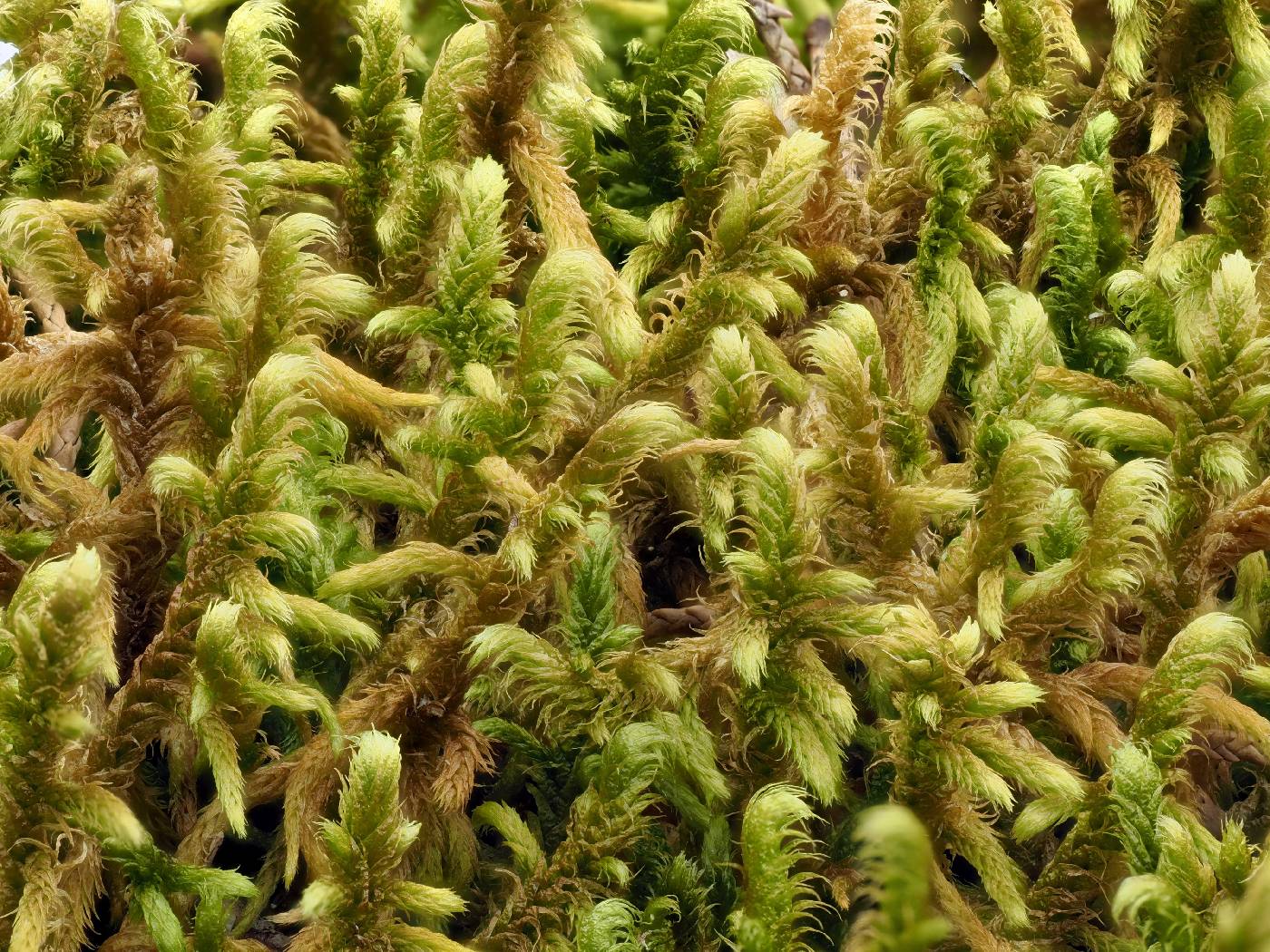 Rhytidiaceae image