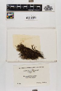 Grimmia ramondii image