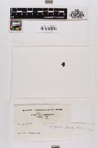 Seligeria pusilla image