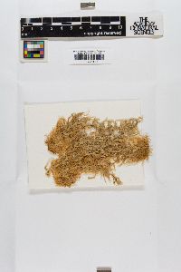 Sphagnum recurvum image