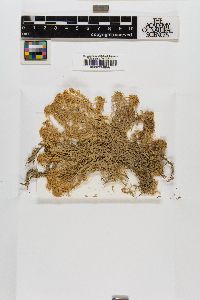 Sphagnum subsecundum image