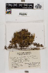 Vesicularia reticulata image