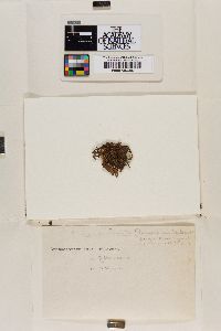 Frullania microauriculata image