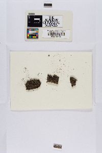 Marsupella apiculata image
