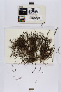 Marsupella apiculata image