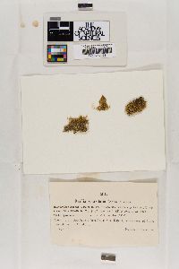 Marsupella sparsifolia image
