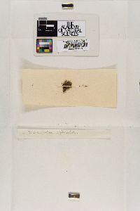 Marsupella sphacelata image