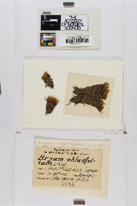 Ptychostomum cyclophyllum image