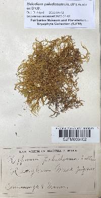 Helodium paludosum image