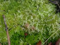 Image of Sphagnum molle