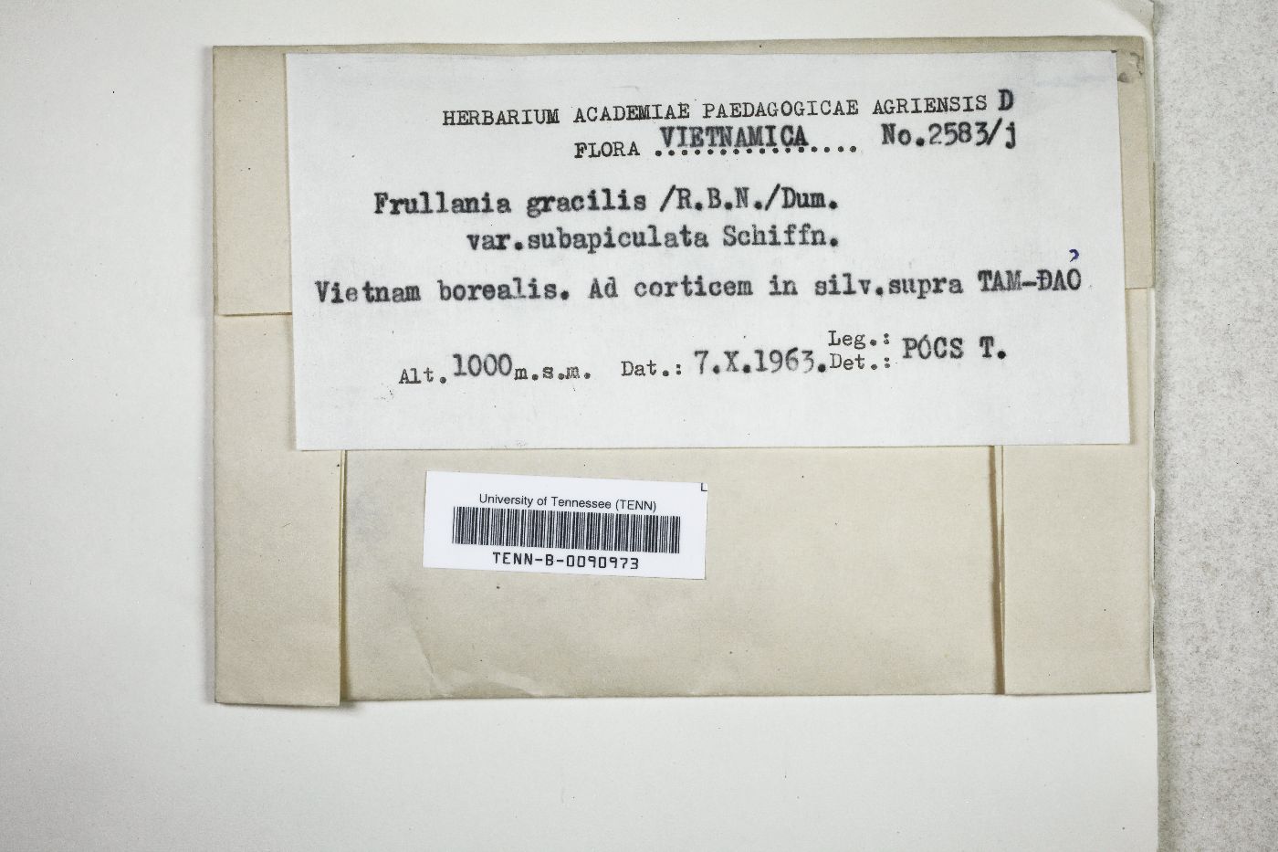 Frullania gracilis var. subapiculata image