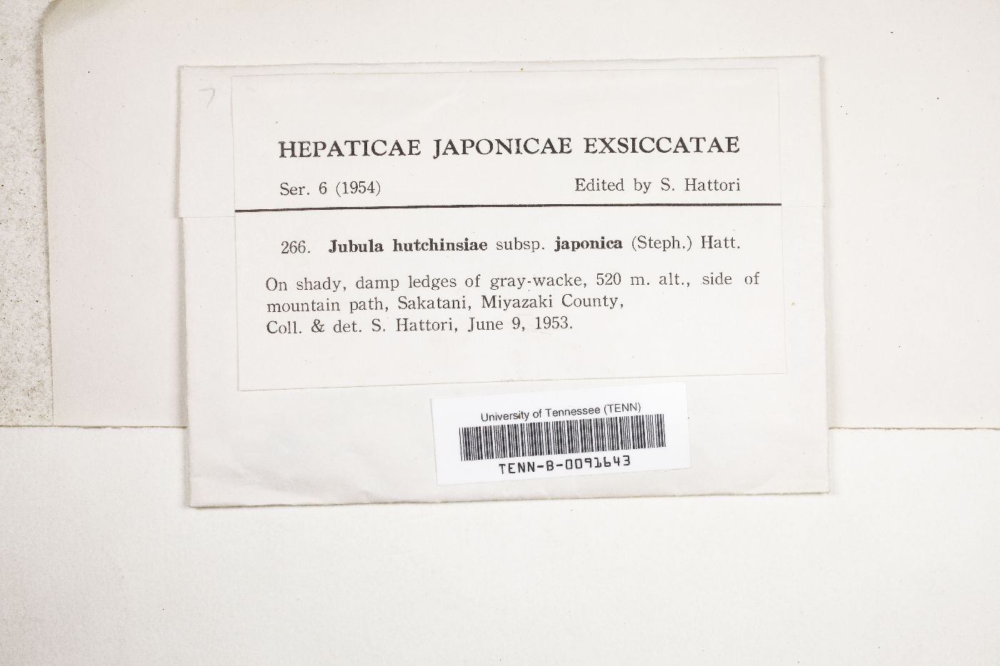 Jubula hutchinsiae subsp. javanica image