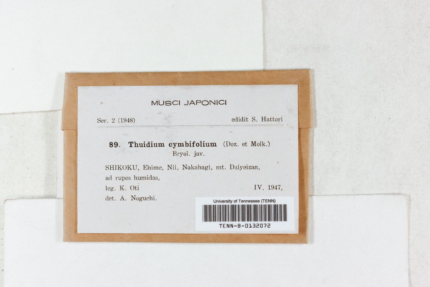 Thuidium cymbifolium image