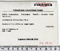 Orthotrichum consobrinum image