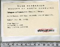 Sphagnum quinquefarium image