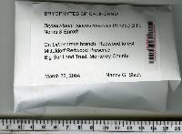 Bryolawtonia vancouveriensis image