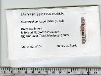 Epipterygium tozeri image