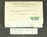 Encalypta affinis image