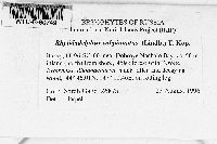 Rhytidiadelphus subpinnatus image