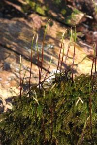 Hygroamblystegium varium image