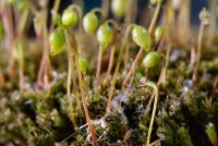 Gemmabryum dichotomum image