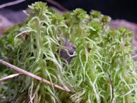 Sphagnum cuspidatum image