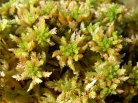 Sphagnum papillosum image