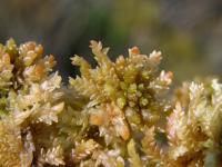 Sphagnum papillosum image