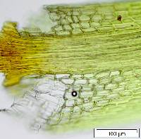 Dicranodontium asperulum image